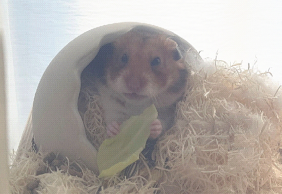 リフレッシュ