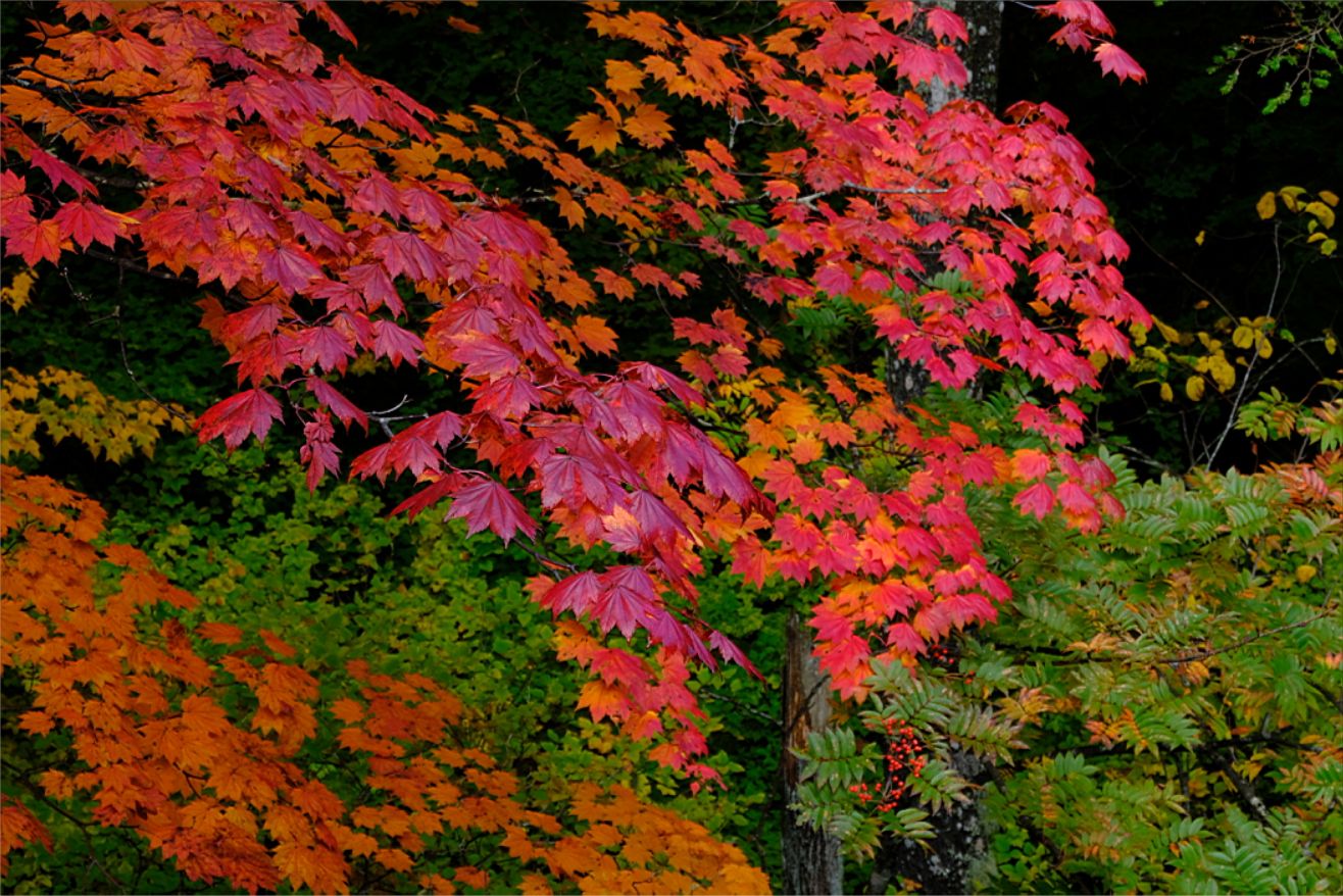 紅葉