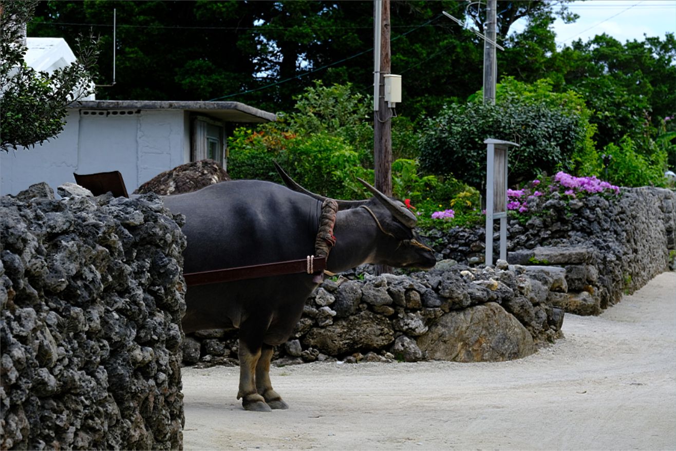 石垣島の旅